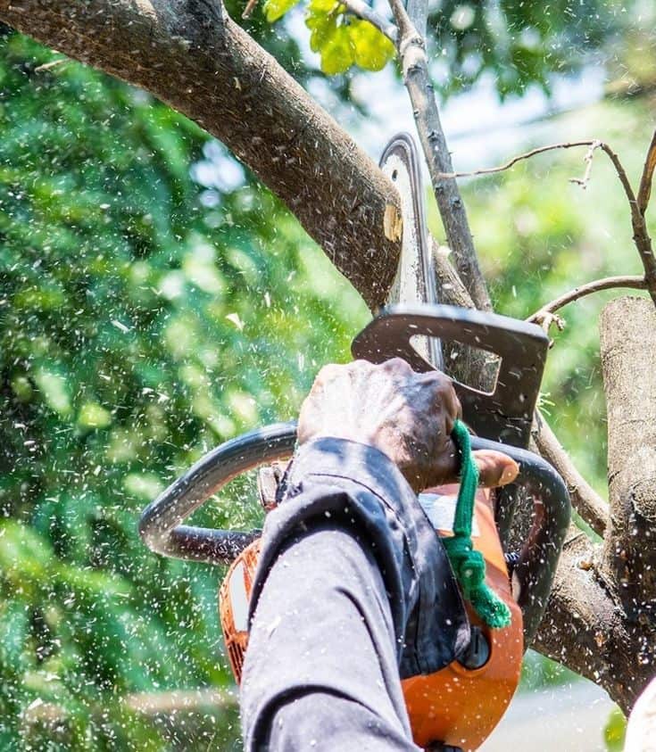 Omega Tree Service LLC owner and lead arborist