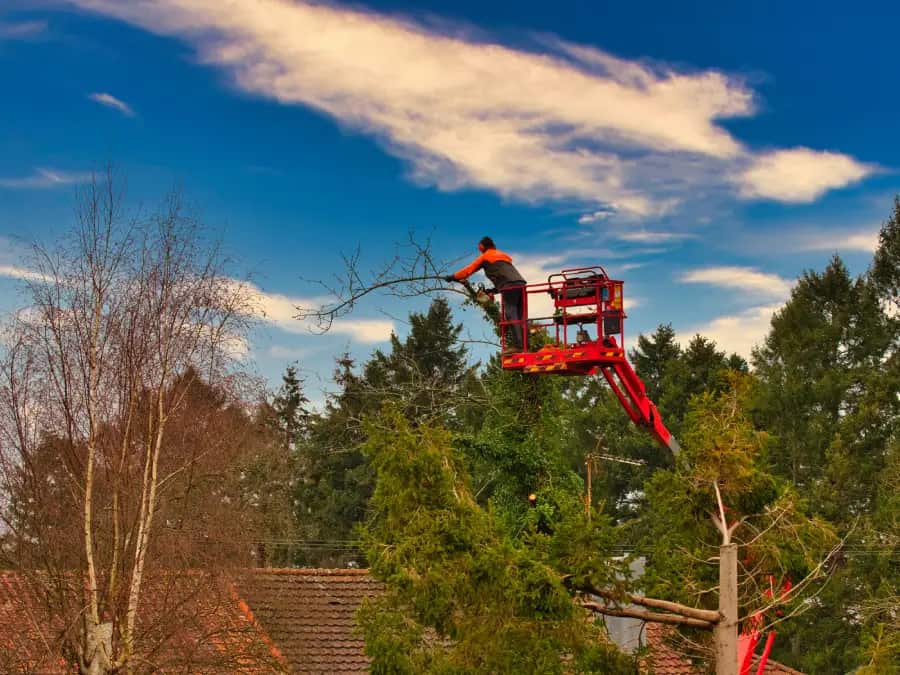 Full portfolio of completed tree service projects — Omega Tree Service LLC Charlotte NC